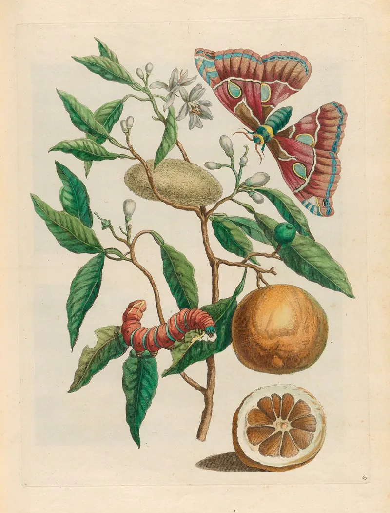 Lemon 2