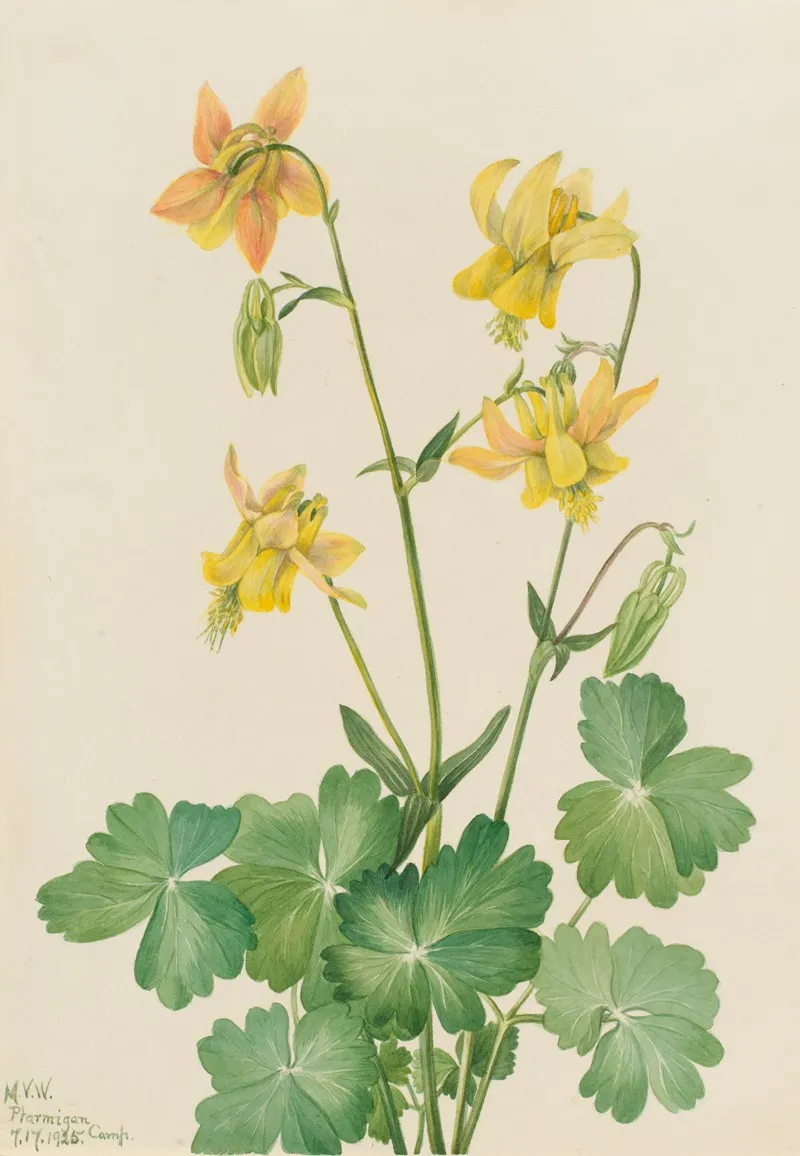 Lemon Columbine Aquilegia Flavescens 2