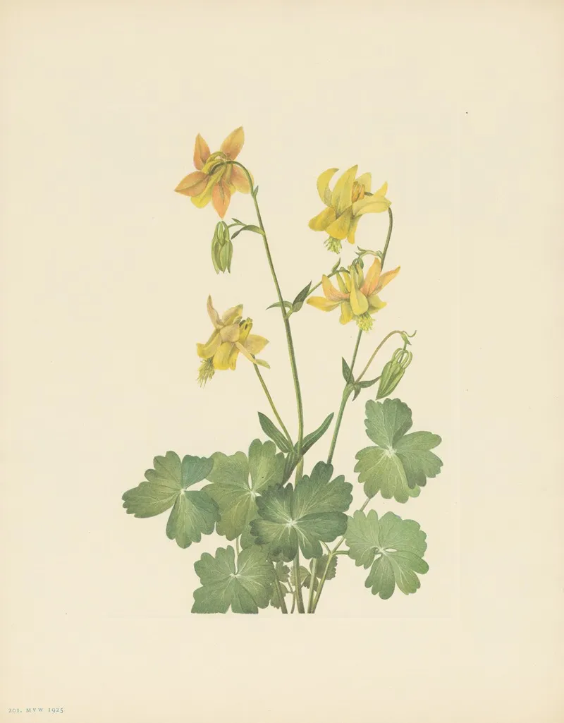 Lemon Columbine Aquilegia Flavescens 3