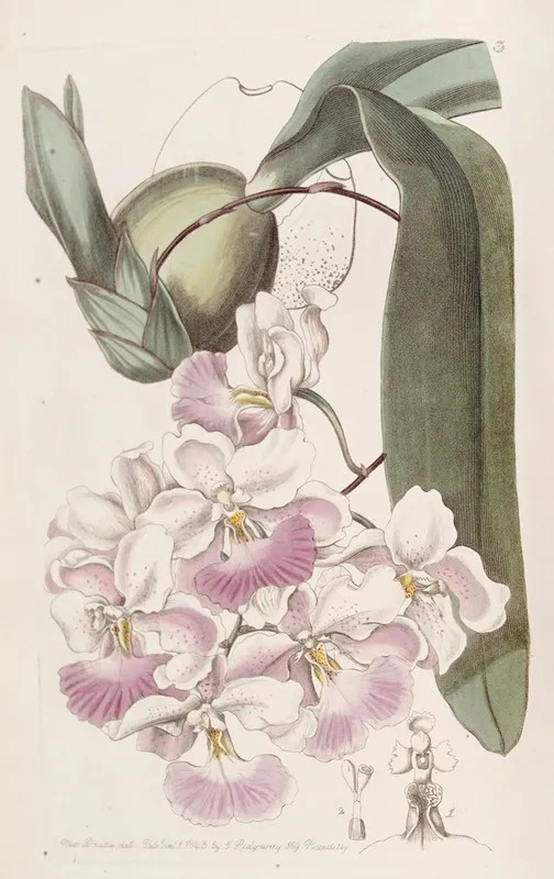 Lemon Scented Odontoglossum Wall Art by Sydenham Edwards - High-Resolution Digital Print