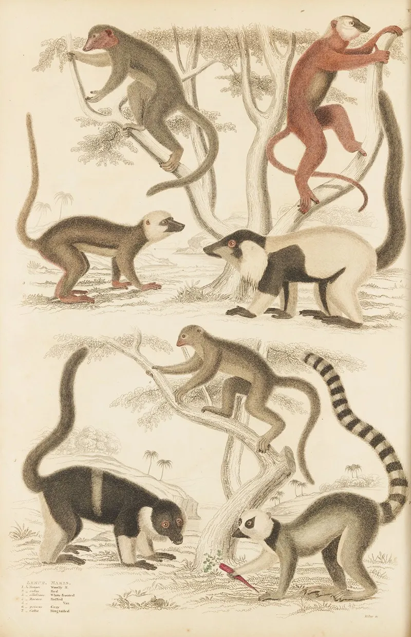 Lemur Wall Art by William MacGillivray - High-Resolution Digital Print