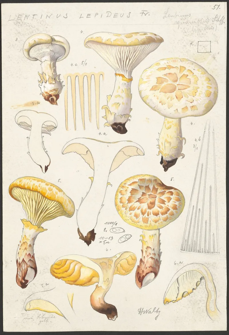 Lentinus Lepideus Fr Lentinus Squamosus Schff Lepideus Wall Art by Hans Walty - High-Resolution Digital Print
