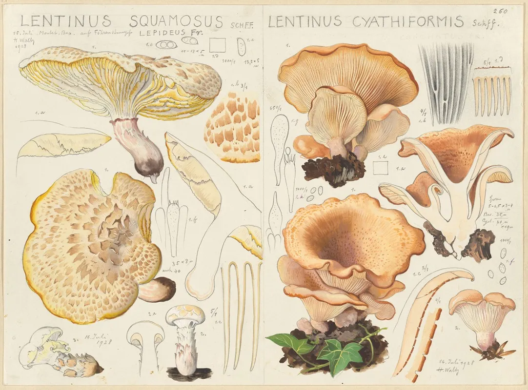 Lentinus Squamosus Lentinus Cyathiformis Wall Art by Hans Walty - High-Resolution Digital Print