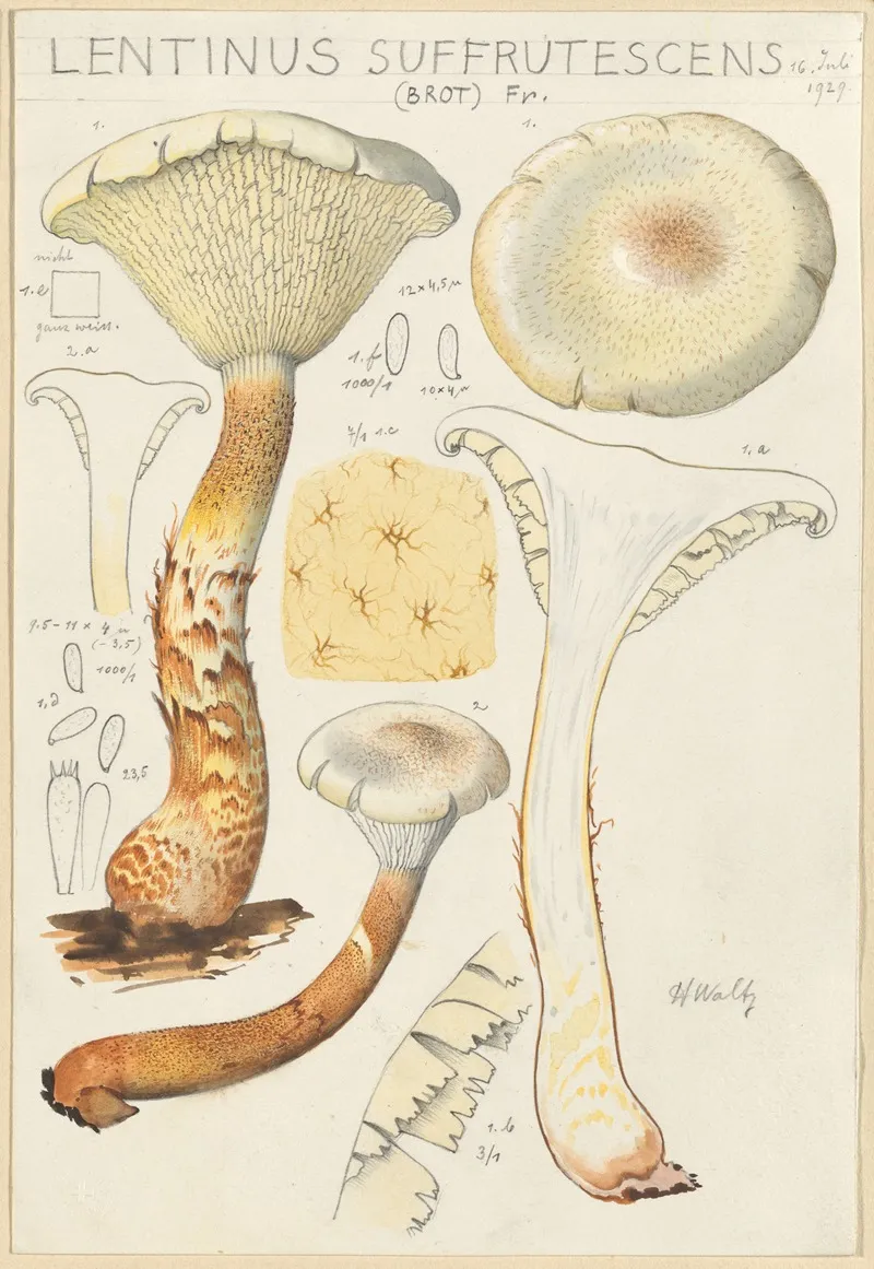 Lentinus Suffrutescens Wall Art by Hans Walty - High-Resolution Digital Print
