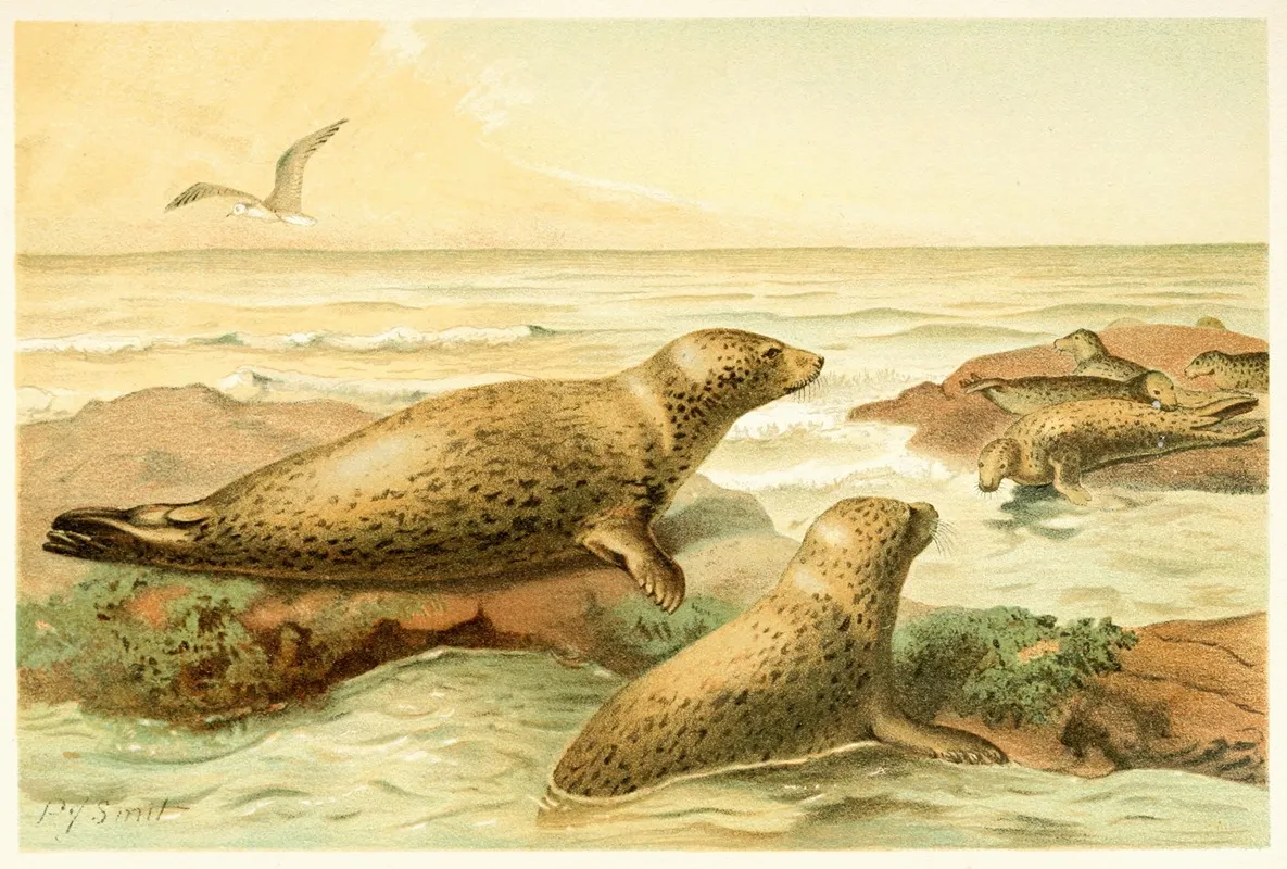 Leopard Seal Wall Art by Pierre Jacques Smit - High-Resolution Digital Print