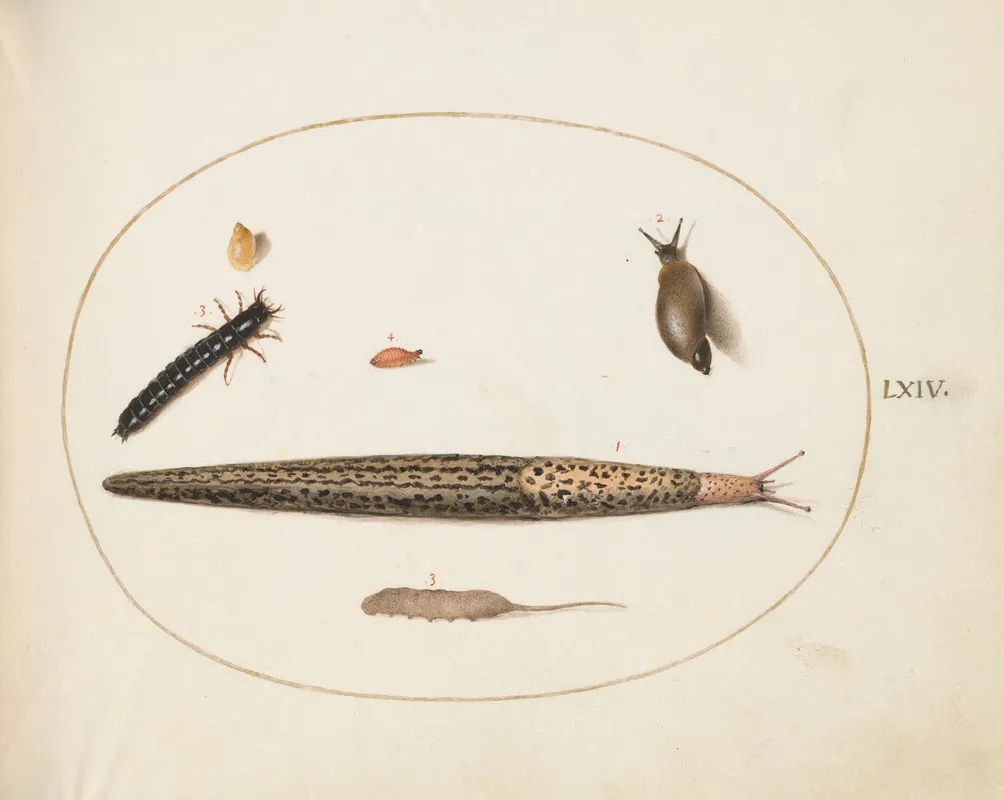 Leopard Slug Ground Beetle Larva A Rat Tailed Maggot And Other Creatures