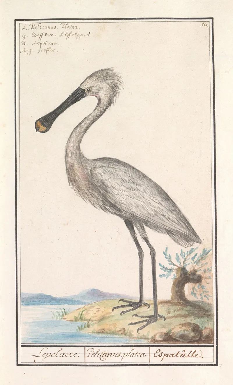 Lepelaar Platalea Leucorodia Wall Art by Anselmus Boëtius de Boodt - High-Resolution Digital Print