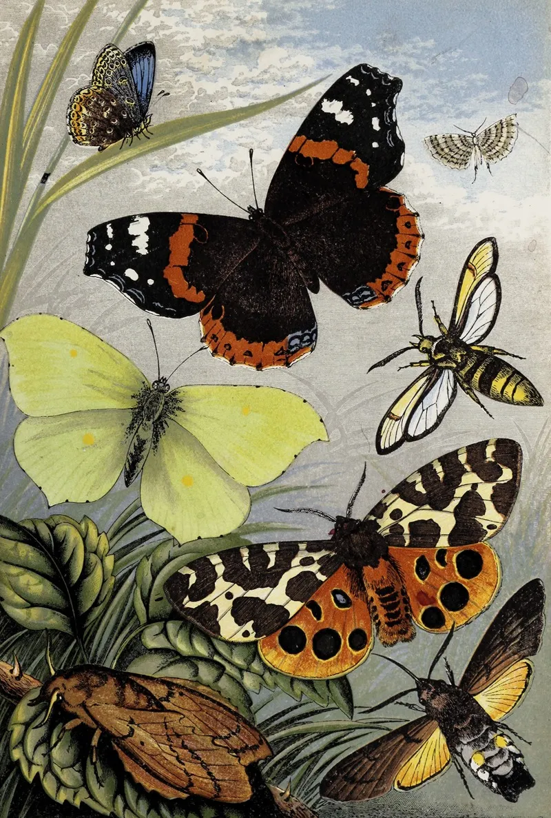 Lepidoptera Wall Art by William Houghton - High-Resolution Digital Print
