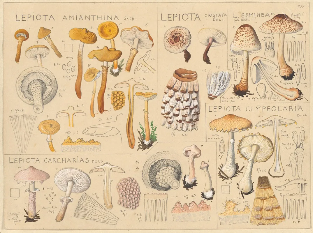 Lepiota Amianthina Lepiota Cristata Wall Art by Hans Walty - High-Resolution Digital Print