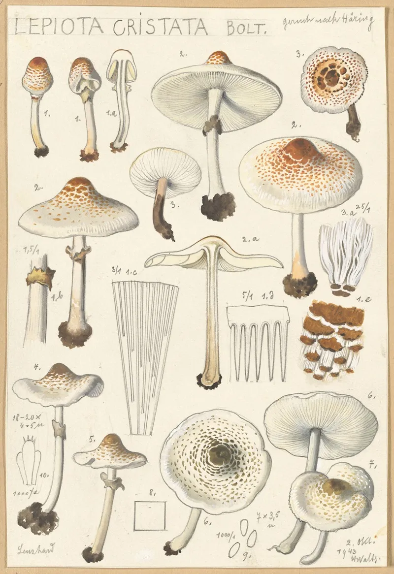 Lepiota Cristata Wall Art by Hans Walty - High-Resolution Digital Print