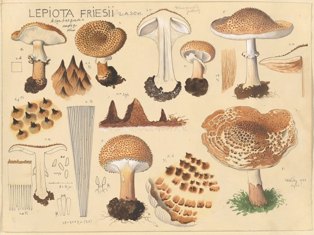 Lepiota Friesii Lasch Wall Art by Hans Walty - High-Resolution Digital Print