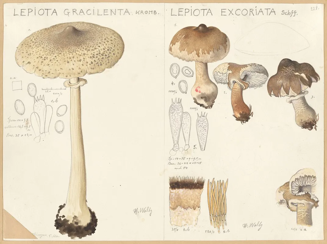 Lepiota Gracilenta Lepiota Excoriata Wall Art by Hans Walty - High-Resolution Digital Print