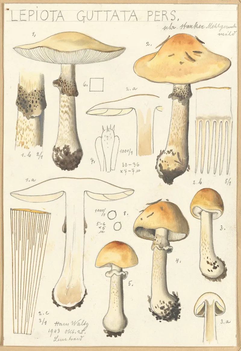 Lepiota Guttata Pers Wall Art by Hans Walty - High-Resolution Digital Print