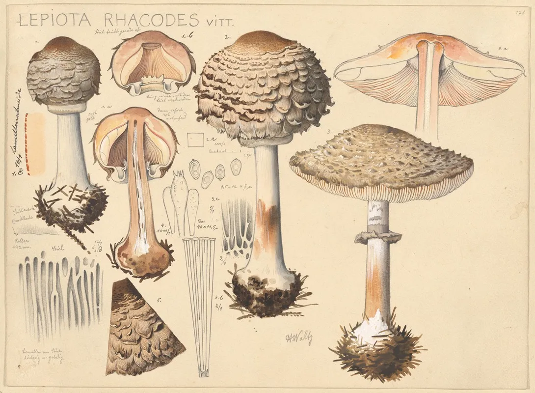 Lepiota Rhacodes Vitt Wall Art by Hans Walty - High-Resolution Digital Print