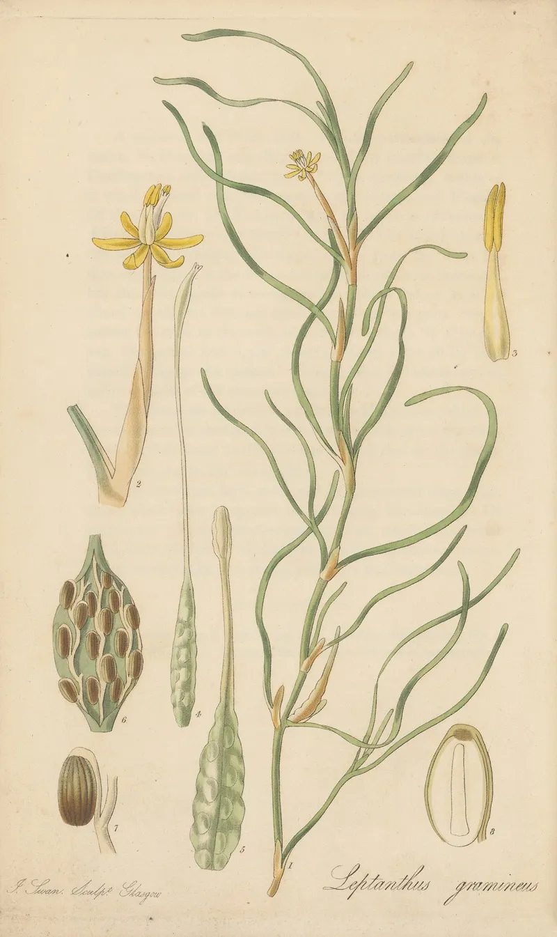 Leptanthus Gramineus Wall Art by William Jackson Hooker - High-Resolution Digital Print