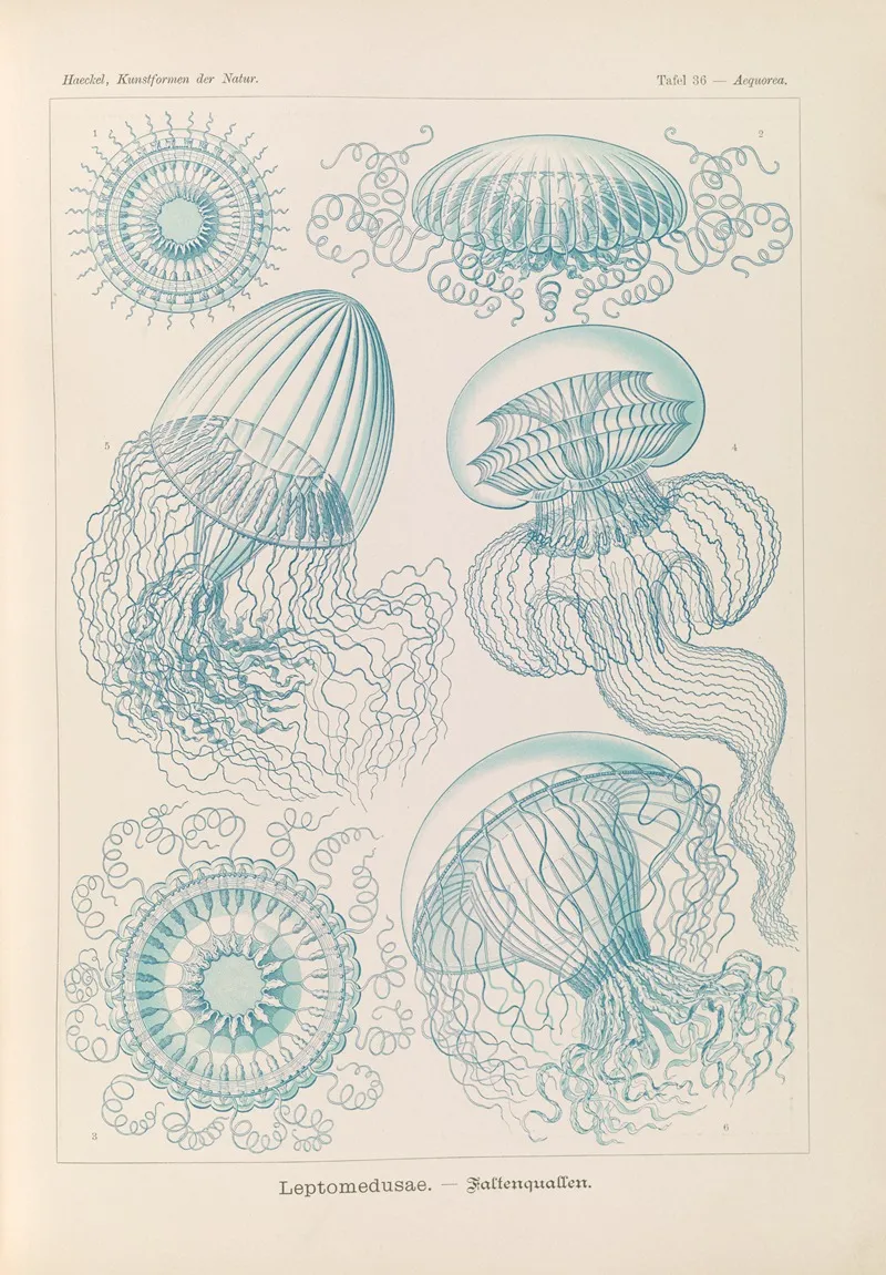 Leptomedusae Faltenquallen Wall Art by Ernst Haeckel - High-Resolution Digital Print