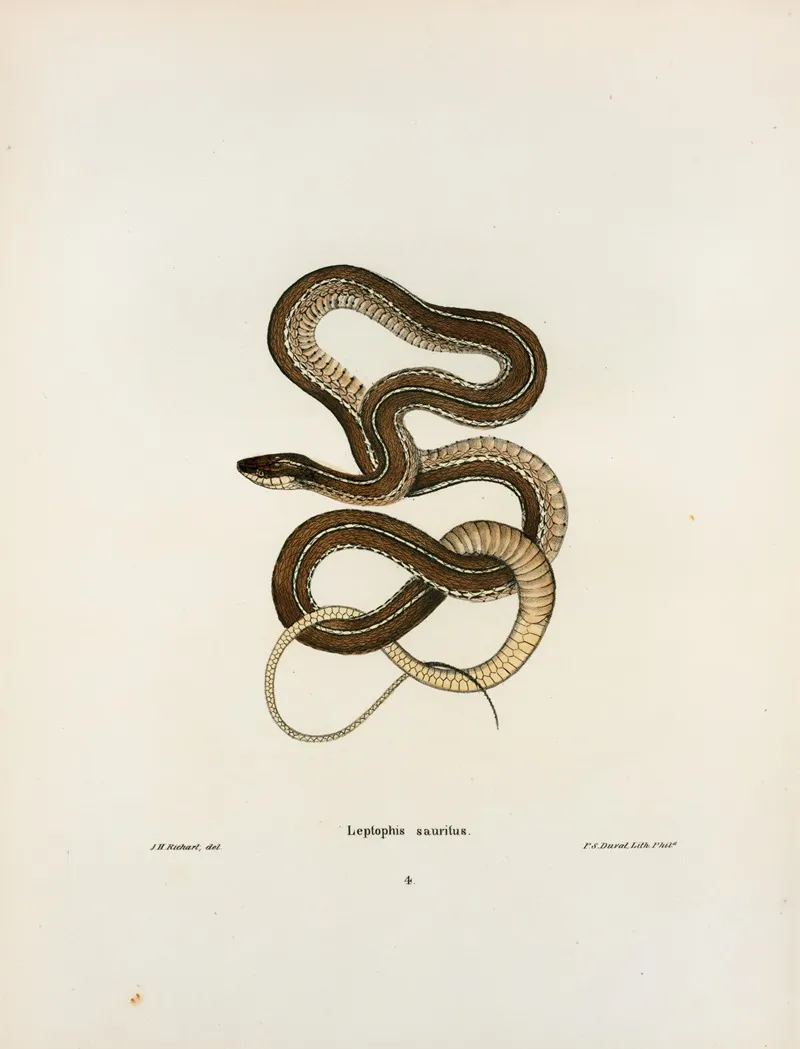 Leptophis Sauritus Wall Art by John Edwards Holbrook - High-Resolution Digital Print