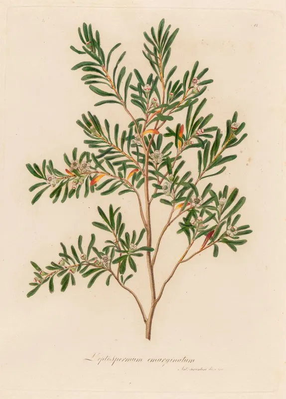 Leptospermum Emarginatum Wall Art by Gaetano Savi - High-Resolution Digital Print