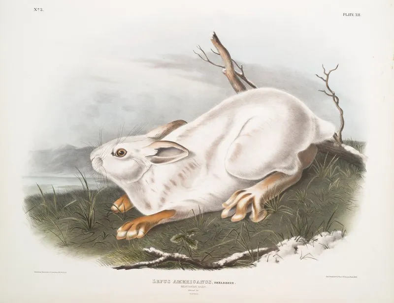 Lepus Americanus Northern Hare Natural Size Winter Wall Art by John Woodhouse Audubon - High-Resolution Digital Print