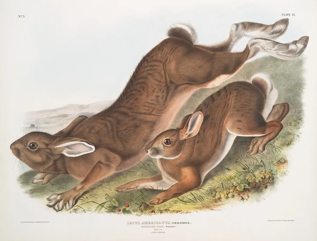 Lepus Americanus Northern Hare Summer Natural Size 1 Male 2 Female Wall Art by John Woodhouse Audubon - High-Resolution Digital Print