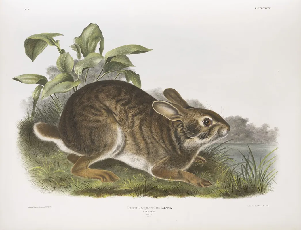 Lepus Aquaticus Swamp Hare Natural Size Male Wall Art by John Woodhouse Audubon - High-Resolution Digital Print