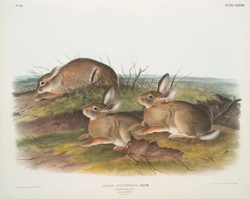 Lepus Artemesia Warm Wood Hare Male Female Natural Size Wall Art by John Woodhouse Audubon - High-Resolution Digital Print