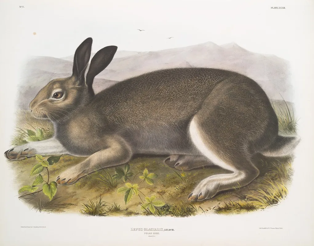 Lepus Glacialis Polar Hare Natural Size Wall Art by John Woodhouse Audubon - High-Resolution Digital Print