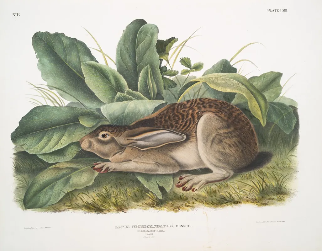 Lepus Negricaudatus Black Tailed Hare Male Natural Size Wall Art by John Woodhouse Audubon - High-Resolution Digital Print