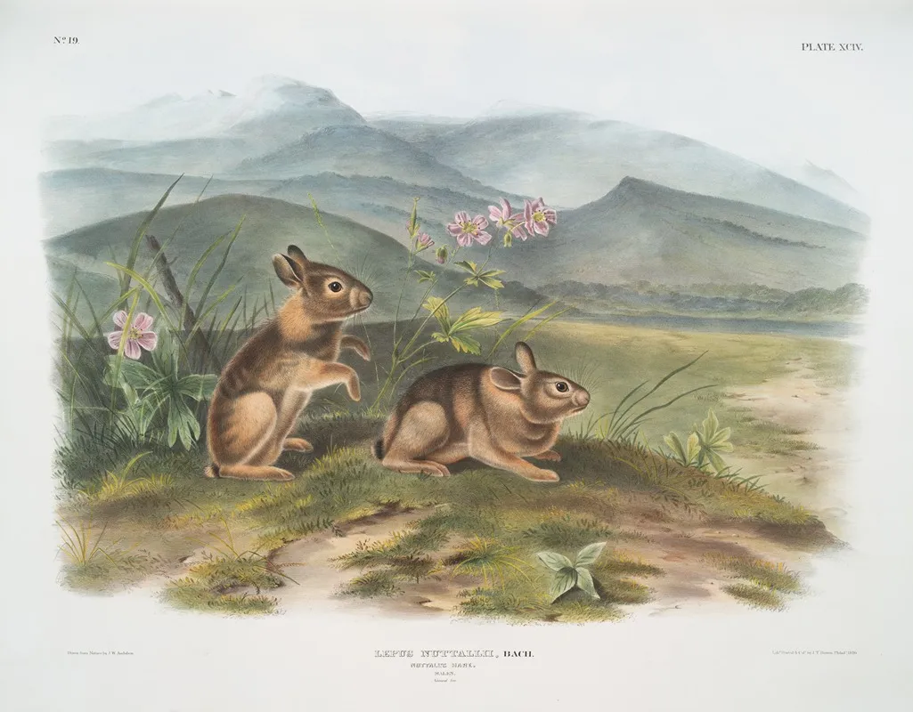 Lepus Nuttallii Nuttalls Hare Males Natural Size Wall Art by John Woodhouse Audubon - High-Resolution Digital Print