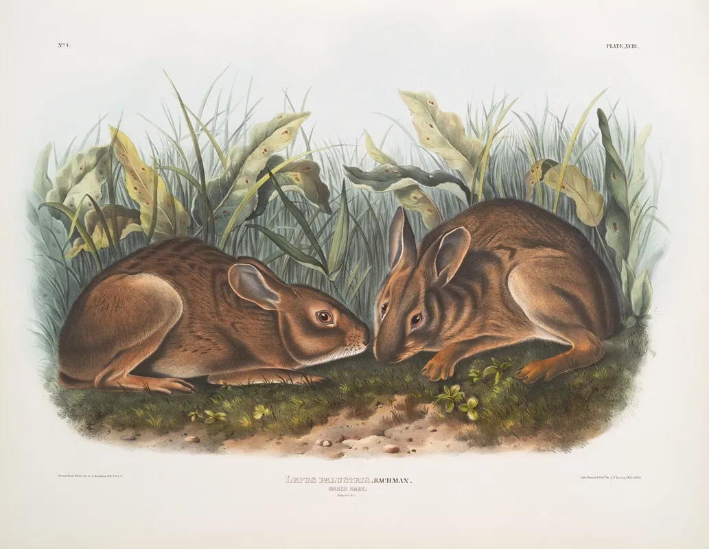 Lepus Palustris Marsh Hare Natural Size Wall Art by John Woodhouse Audubon - High-Resolution Digital Print