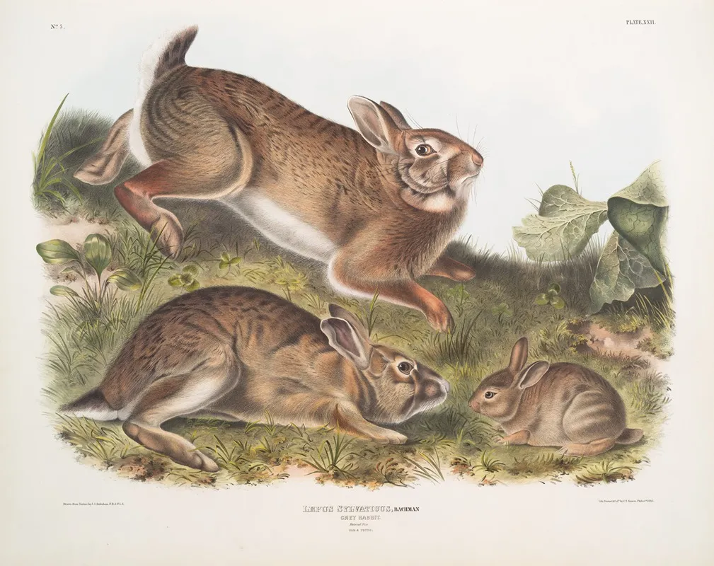 Lepus Sylvaticus Grey Rabbit Natural Size Old Young Wall Art by John Woodhouse Audubon - High-Resolution Digital Print
