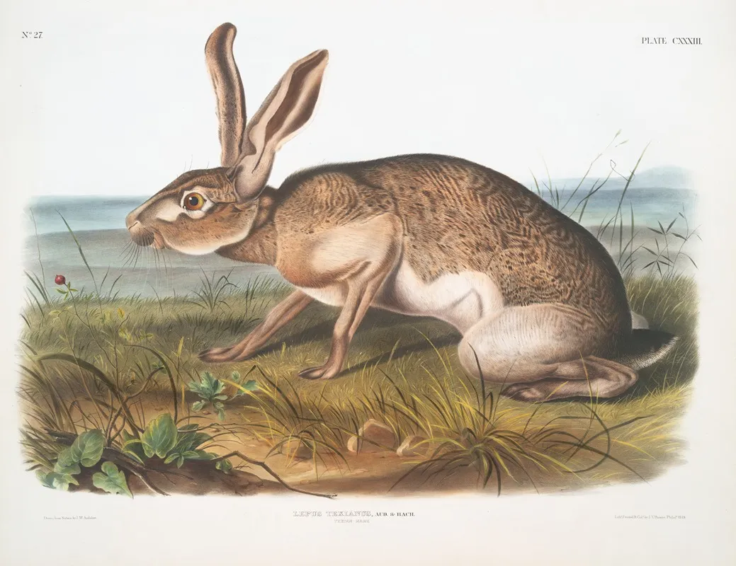 Lepus Texianus Texian Hare Male Natural Size Wall Art by John Woodhouse Audubon - High-Resolution Digital Print