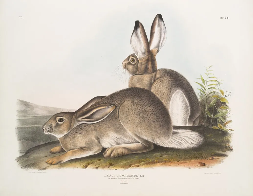 Lepus Townsendii Townsends Rocky Mountain Hare Natural Size Male Female Wall Art by John Woodhouse Audubon - High-Resolution Digital Print