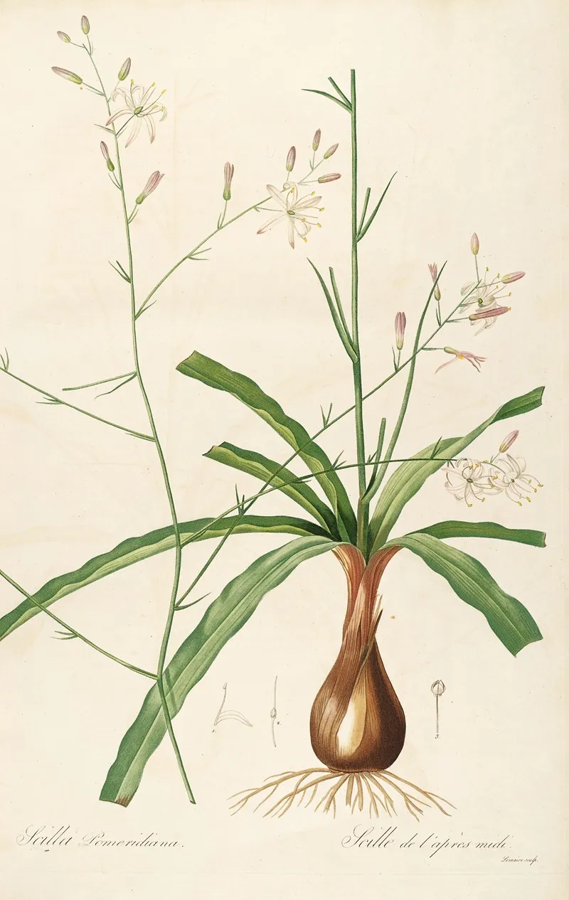 Les Liliacees Pl 01 Wall Art by Pierre Joseph Redouté - High-Resolution Digital Print