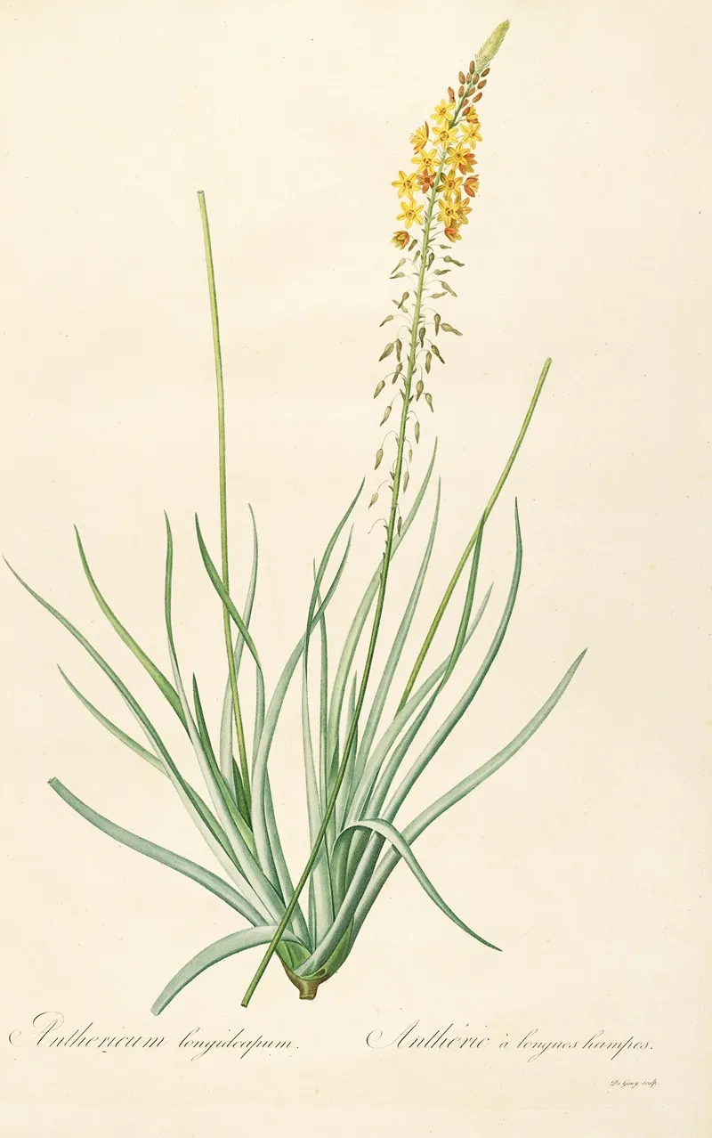 Les Liliacees Pl 03 Wall Art by Pierre Joseph Redouté - High-Resolution Digital Print