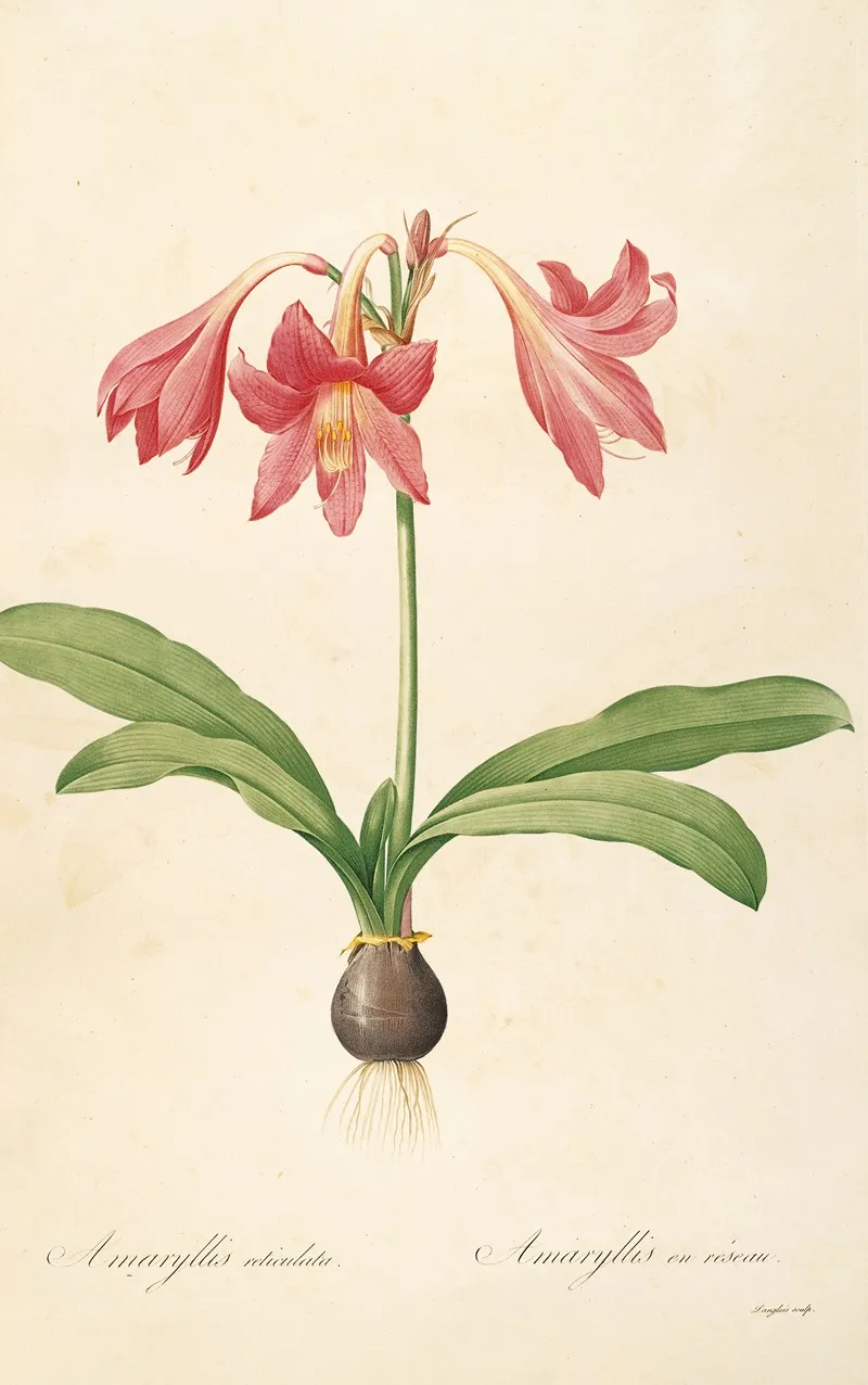 Les Liliacees Pl 04 Wall Art by Pierre Joseph Redouté - High-Resolution Digital Print