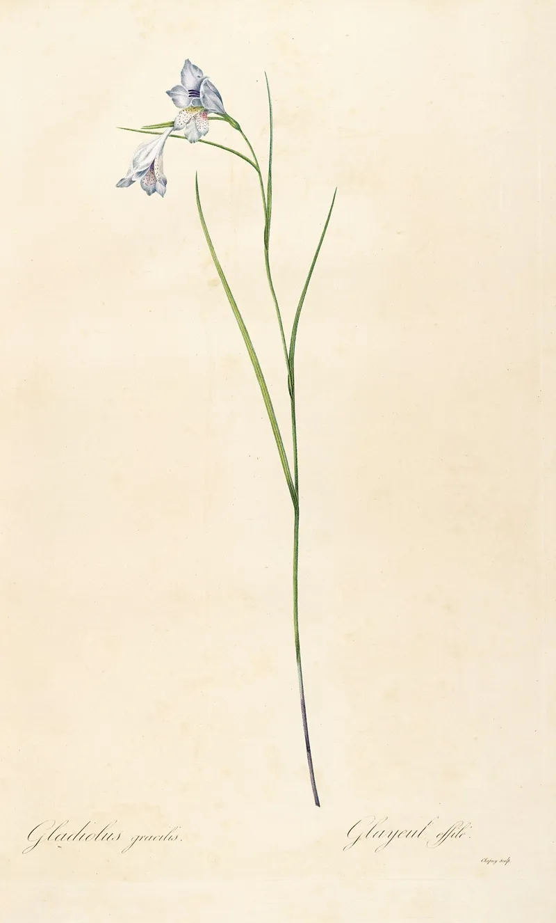 Les Liliacees Pl 05 Wall Art by Pierre Joseph Redouté - High-Resolution Digital Print