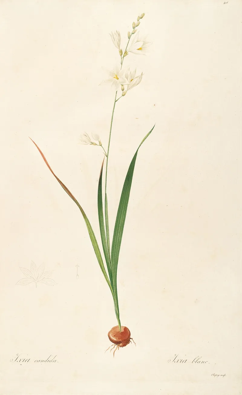 Les Liliacees Pl 06 Wall Art by Pierre Joseph Redouté - High-Resolution Digital Print