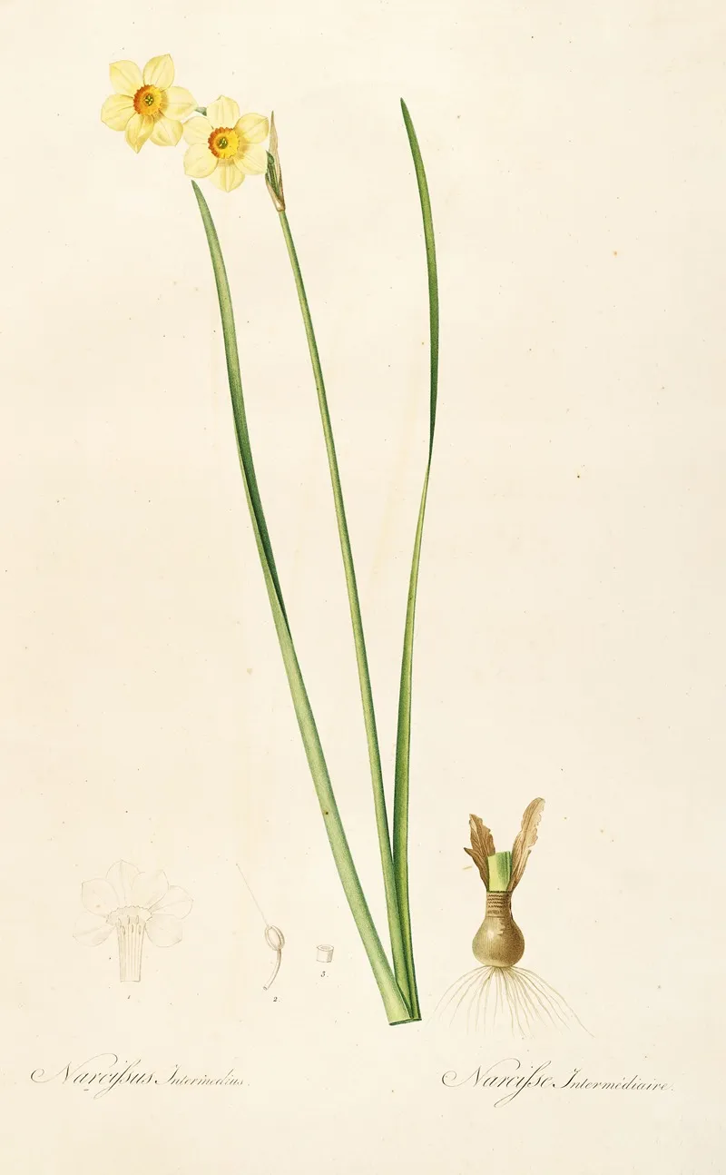 Les Liliacees Pl 07 Wall Art by Pierre Joseph Redouté - High-Resolution Digital Print
