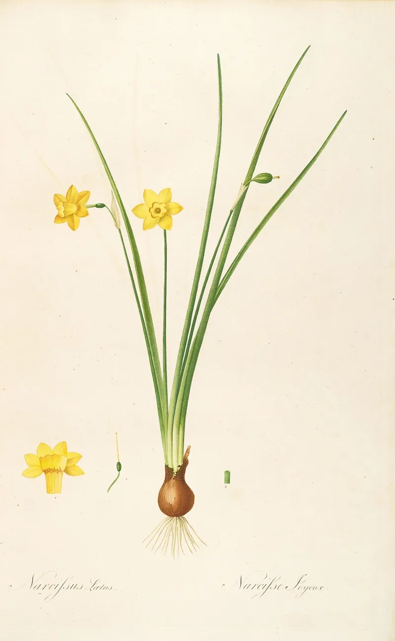 Les Liliacees Pl 08 Wall Art by Pierre Joseph Redouté - High-Resolution Digital Print