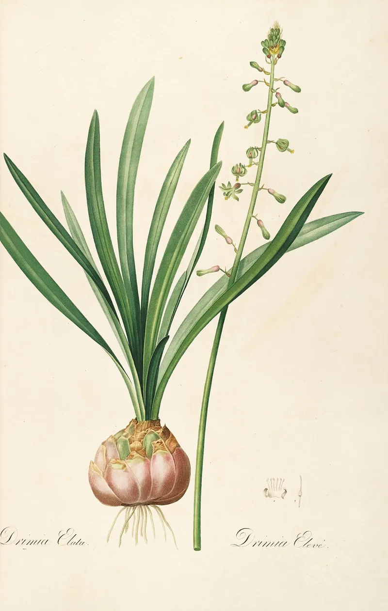 Les Liliacees Pl 10 Wall Art by Pierre Joseph Redouté - High-Resolution Digital Print