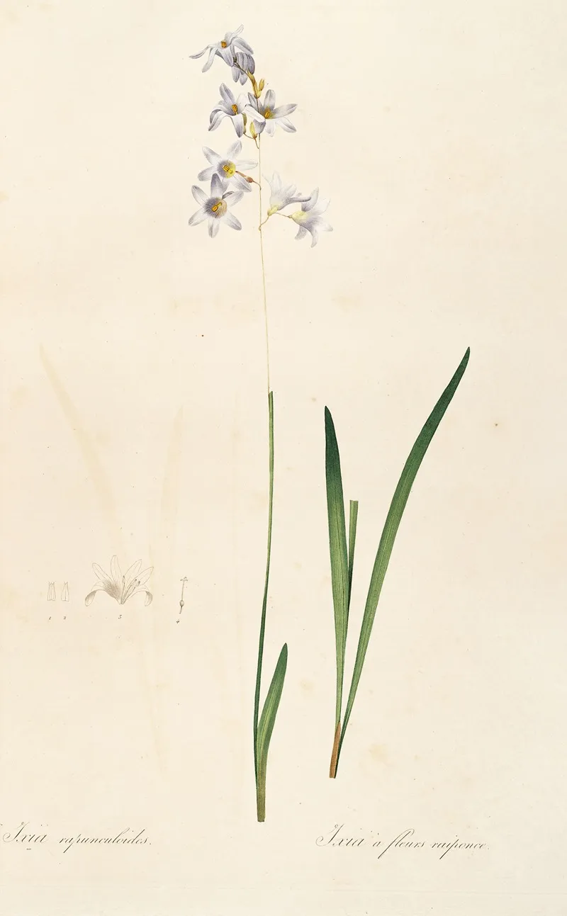 Les Liliacees Pl 11 Wall Art by Pierre Joseph Redouté - High-Resolution Digital Print