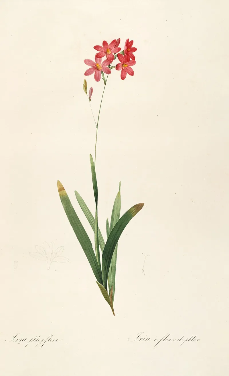 Les Liliacees Pl 12 Wall Art by Pierre Joseph Redouté - High-Resolution Digital Print