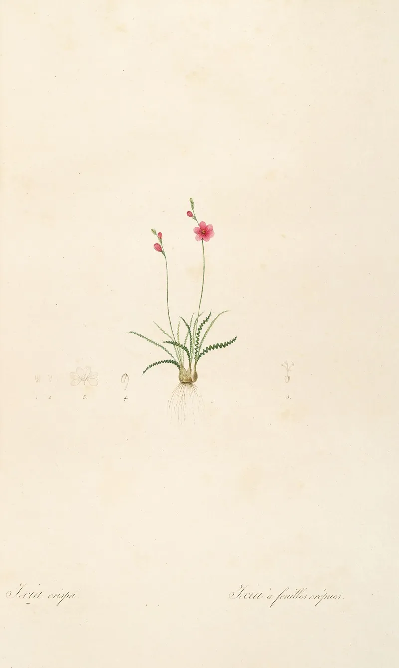 Les Liliacees Pl 13 Wall Art by Pierre Joseph Redouté - High-Resolution Digital Print