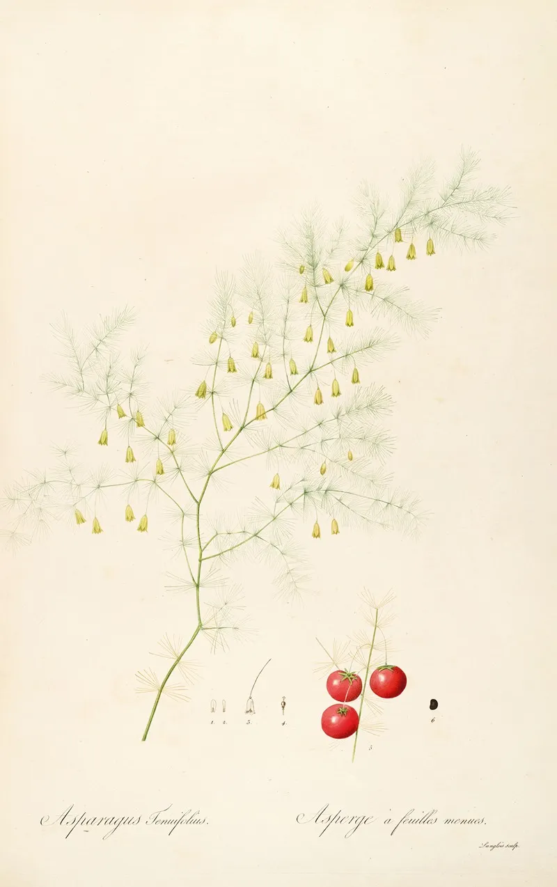 Les Liliacees Pl 14 Wall Art by Pierre Joseph Redouté - High-Resolution Digital Print