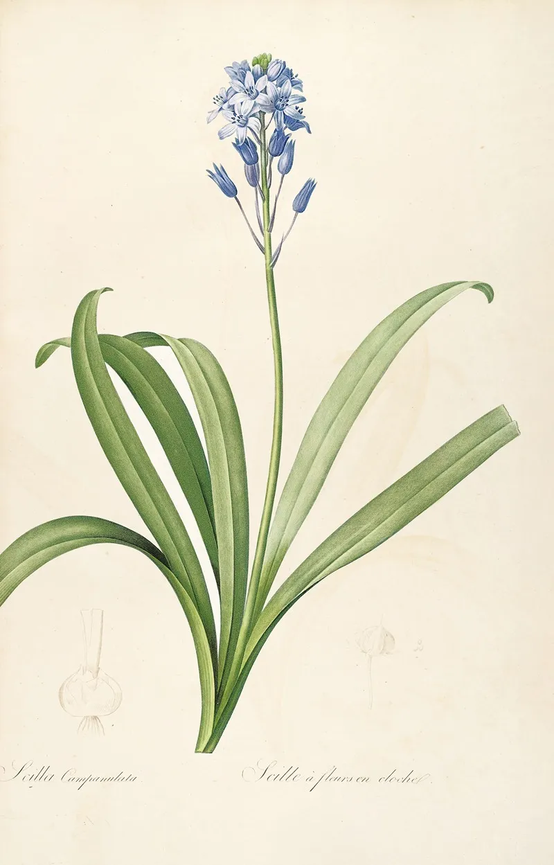 Les Liliacees Pl 15 Wall Art by Pierre Joseph Redouté - High-Resolution Digital Print