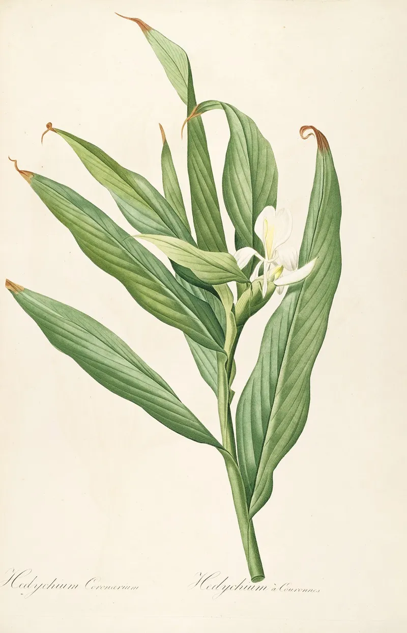 Les Liliacees Pl 16 Wall Art by Pierre Joseph Redouté - High-Resolution Digital Print