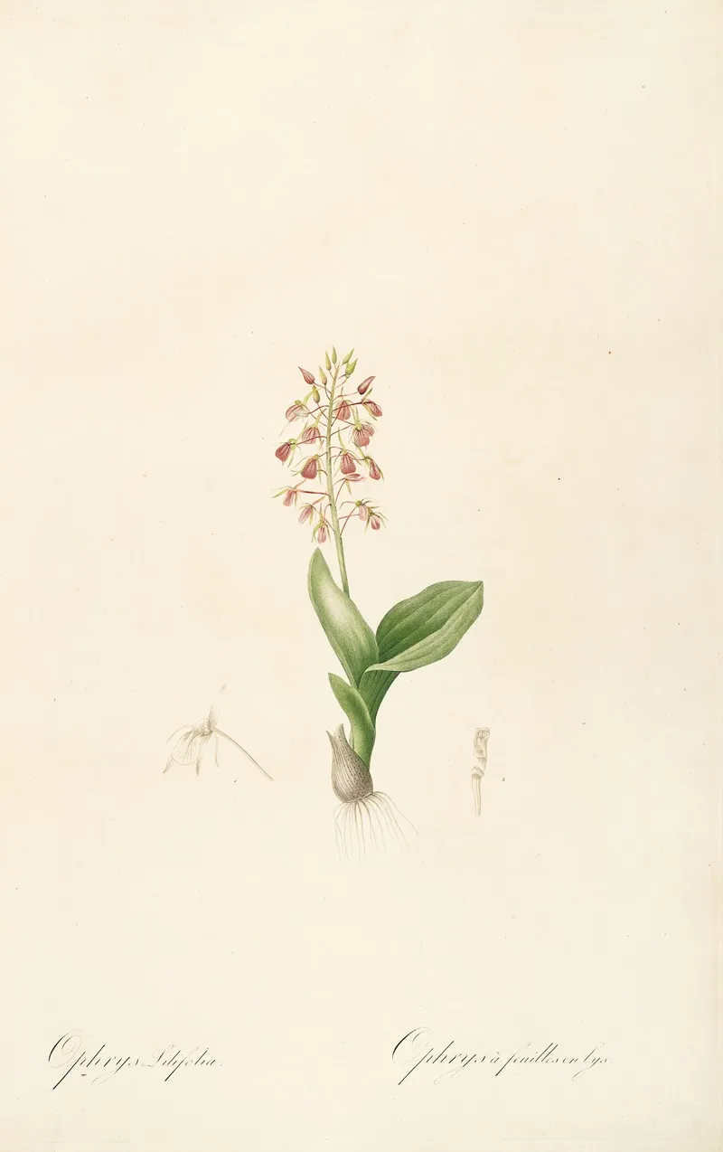 Les Liliacees Pl 17 Wall Art by Pierre Joseph Redouté - High-Resolution Digital Print