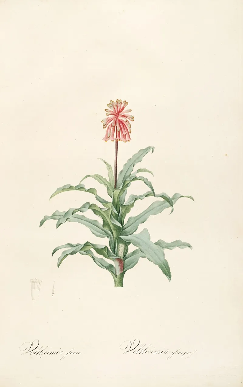 Les Liliacees Pl 20 Wall Art by Pierre Joseph Redouté - High-Resolution Digital Print