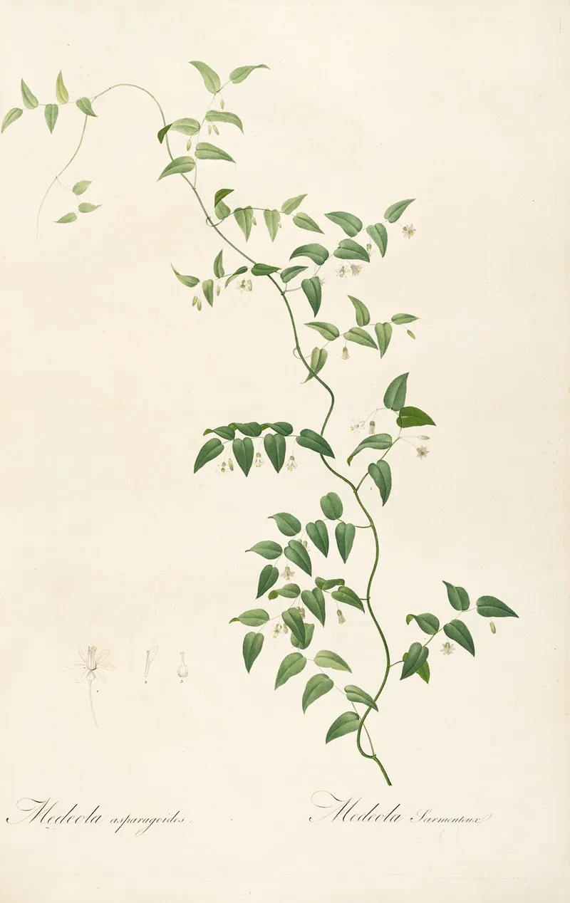 Les Liliacees Pl 21 Wall Art by Pierre Joseph Redouté - High-Resolution Digital Print